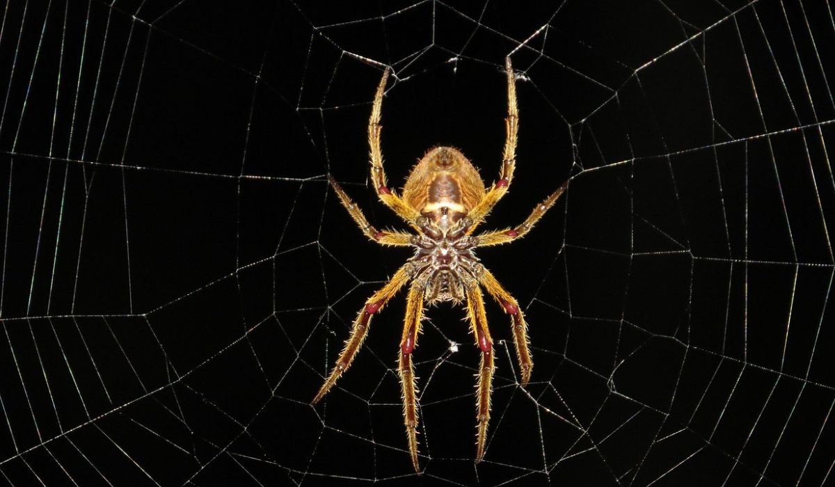 jumping spider enclosure